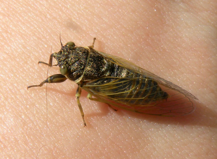 Piccola cicala: Cicadetta o Tettigetta